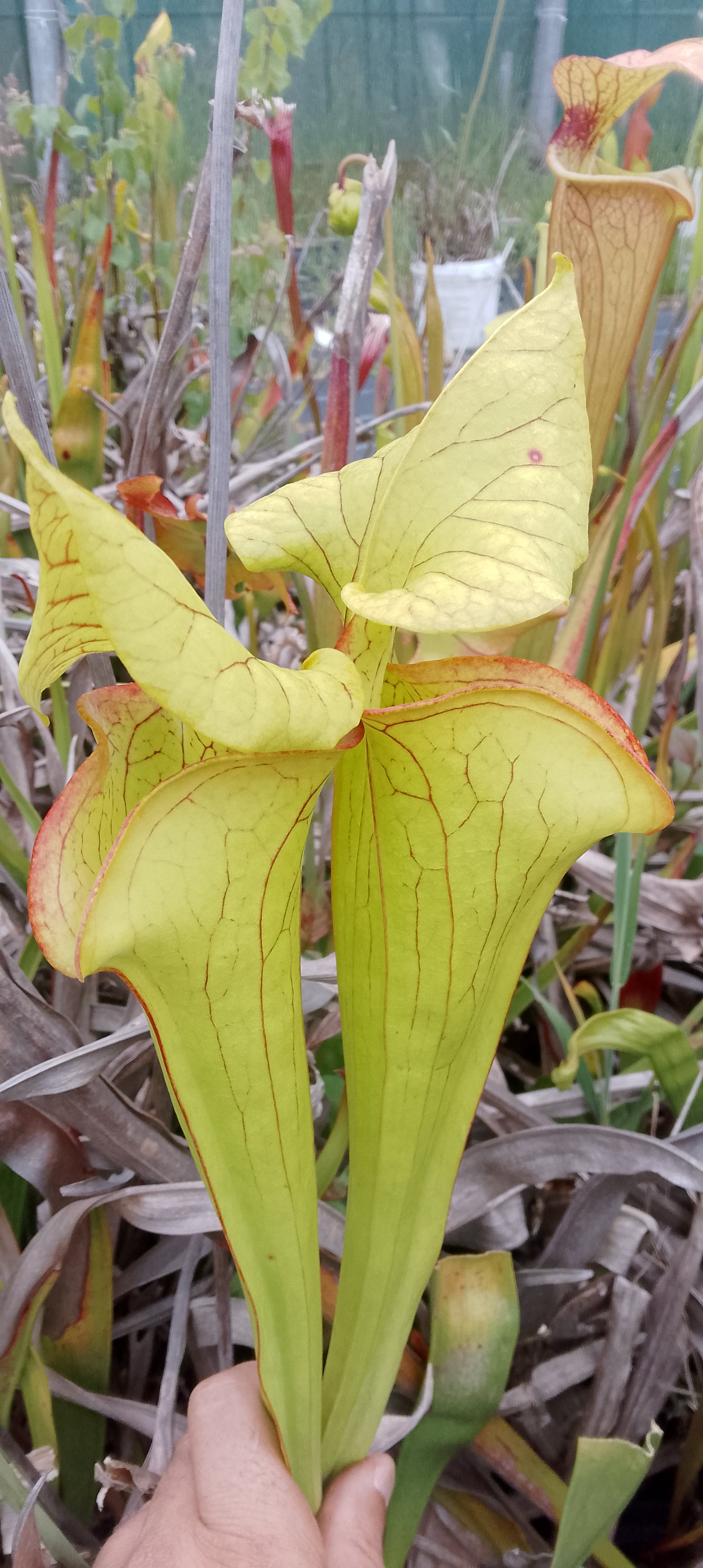 Sarracenia x Gold Mouth