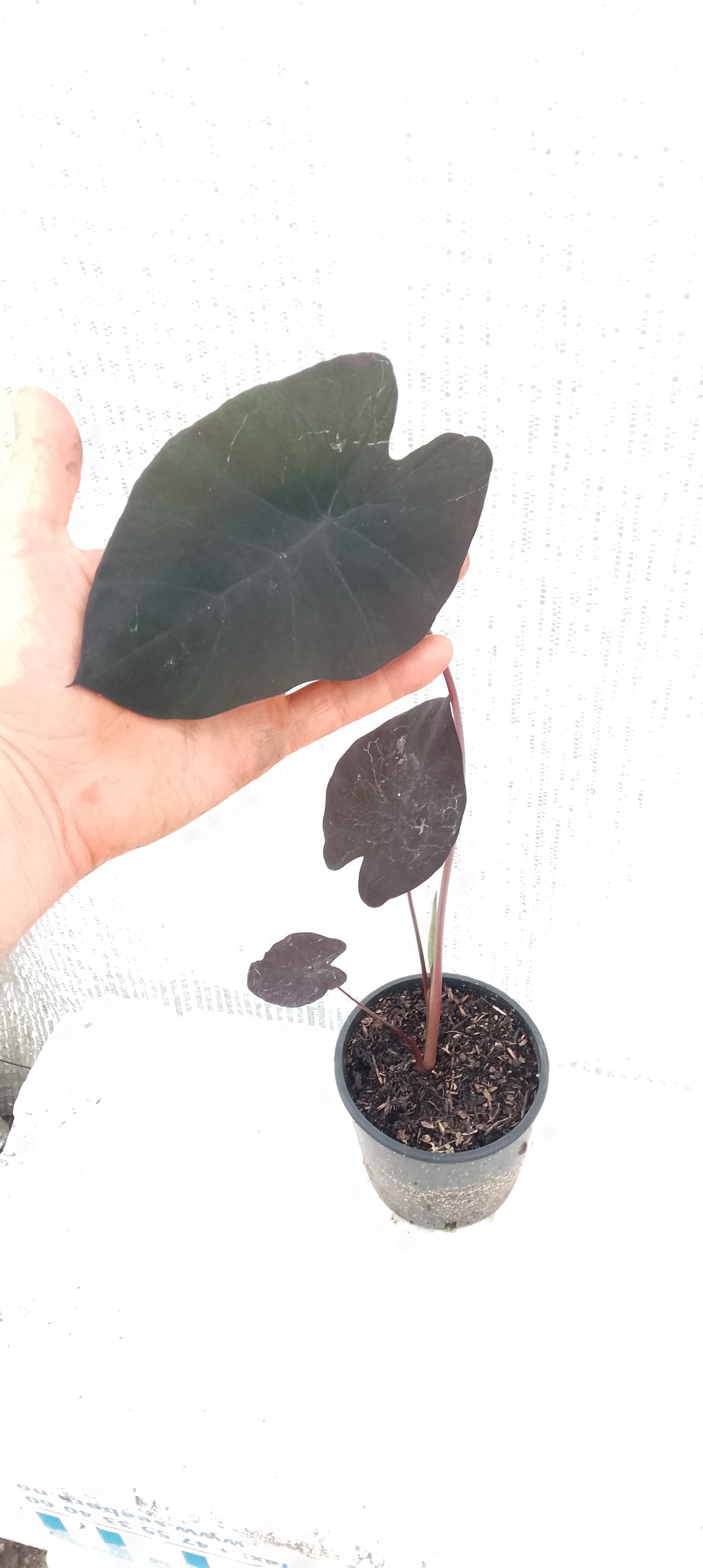 Colocasia de semis 10