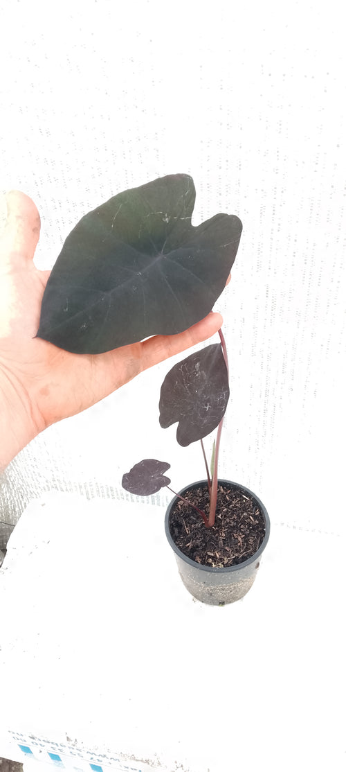 Colocasia de semis 10