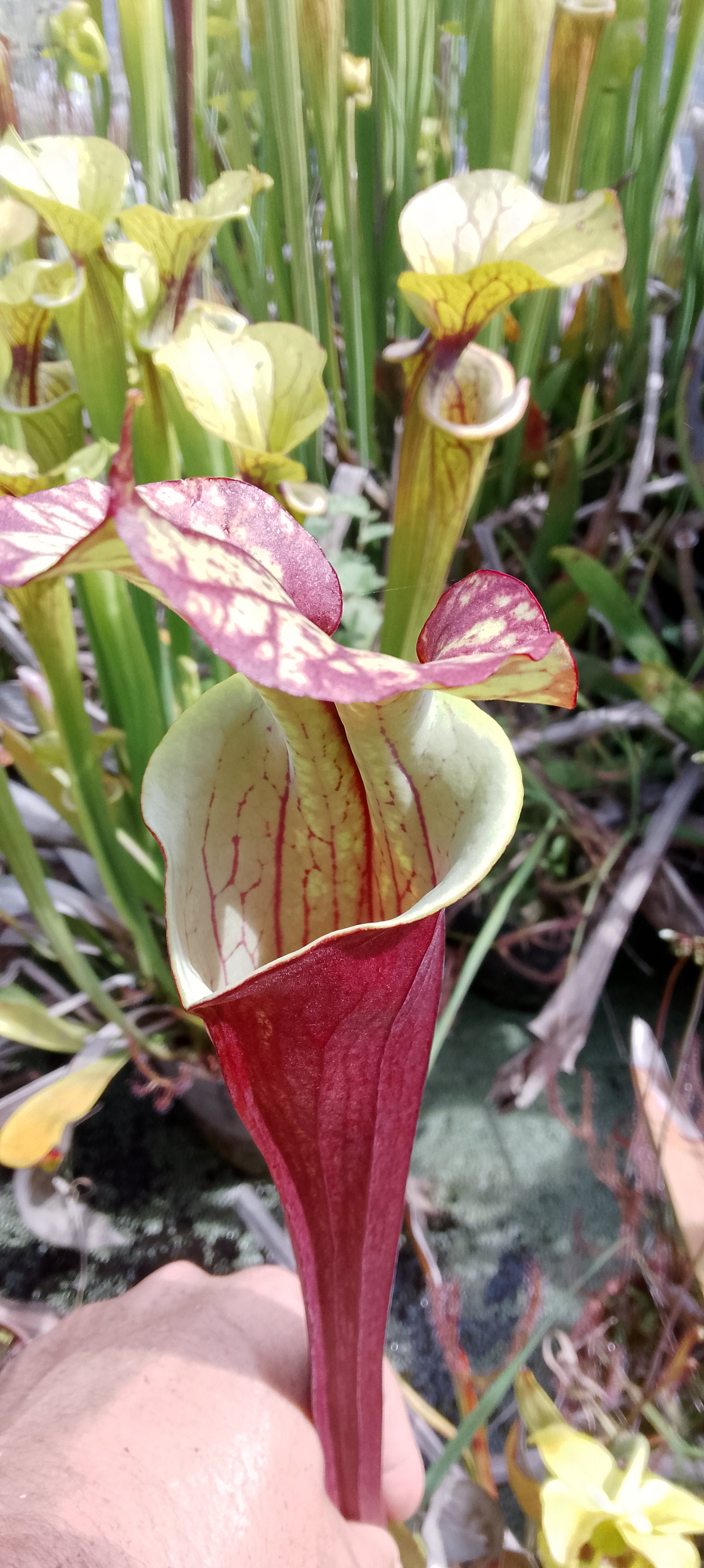 Sarracenia x (Sergent Hartmann x Flava rubricorpora)
