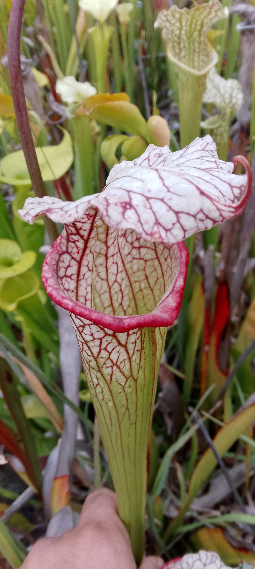 Sarracenia x Moorei