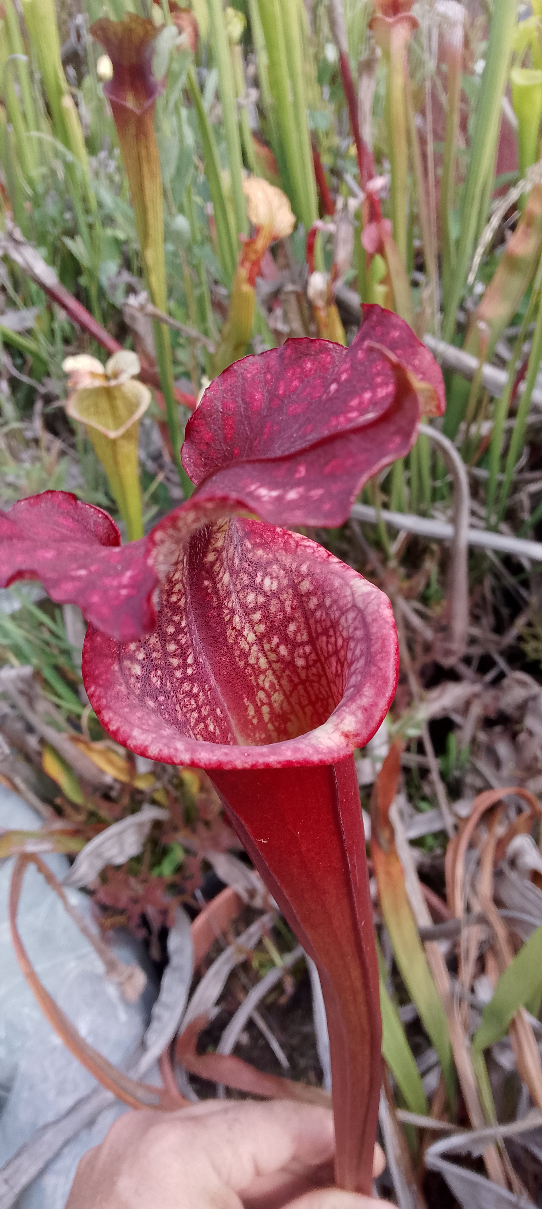 Sarracenia Saurus x Saurus