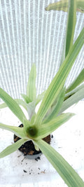 Bilbergia pyramidalis variegata