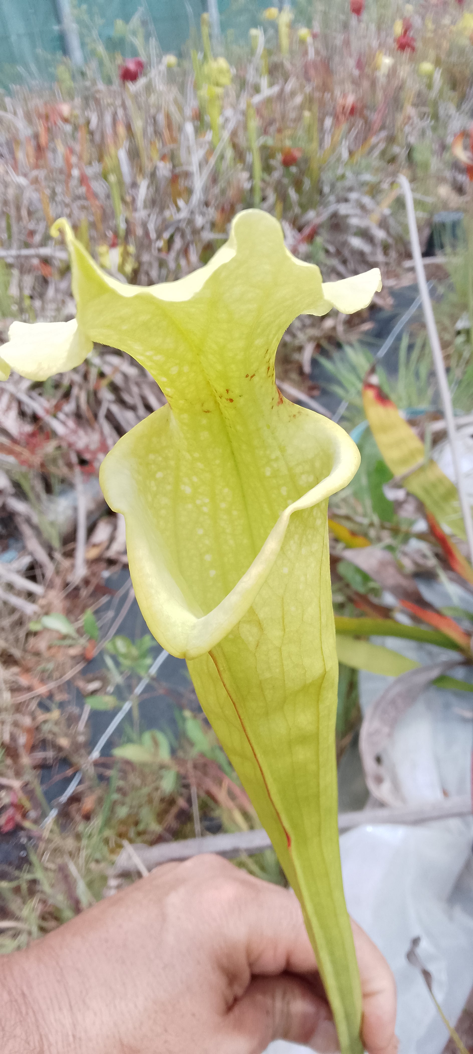 Sarracenia x Moorei Fluo