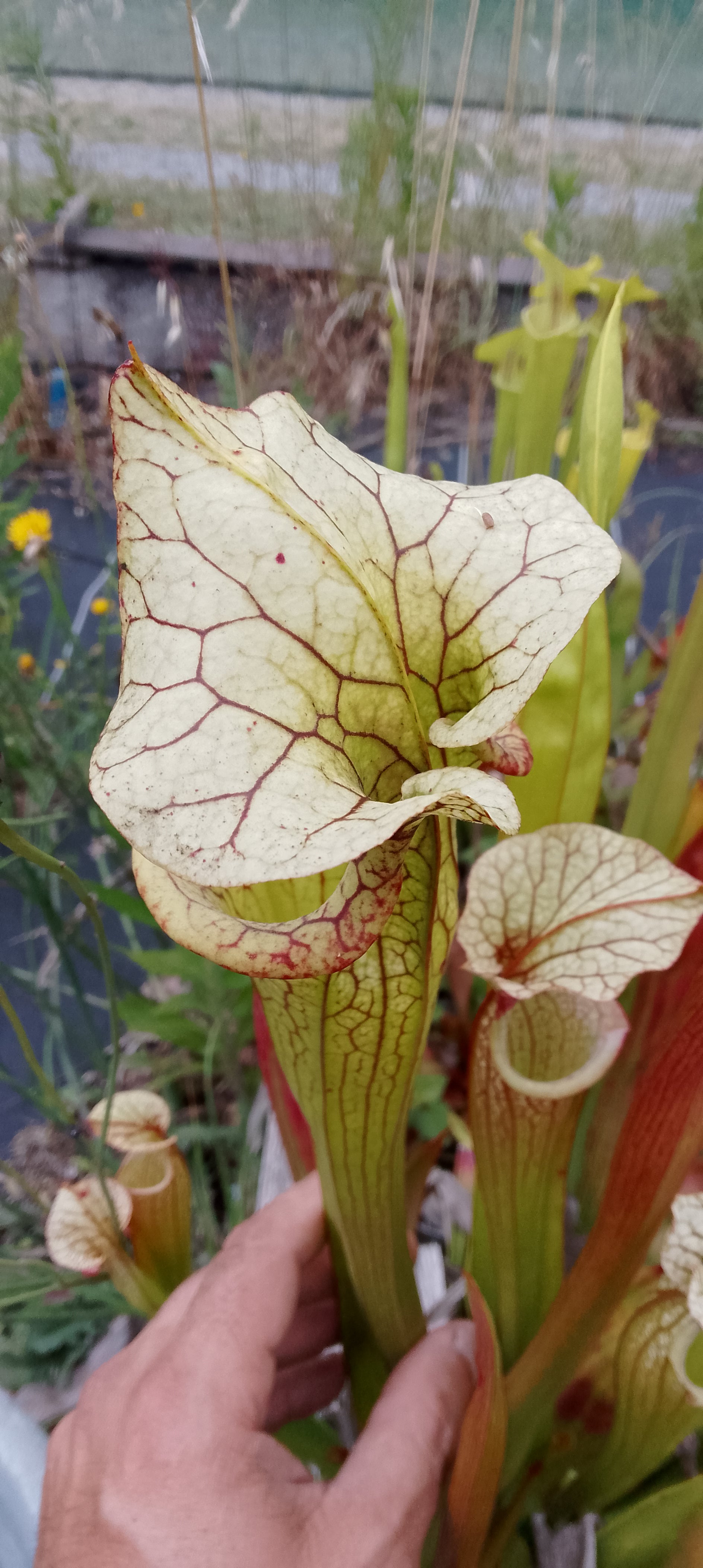 Sarracenia x (Adrian Slack x Leah Wilkerson) x Adrian Slack