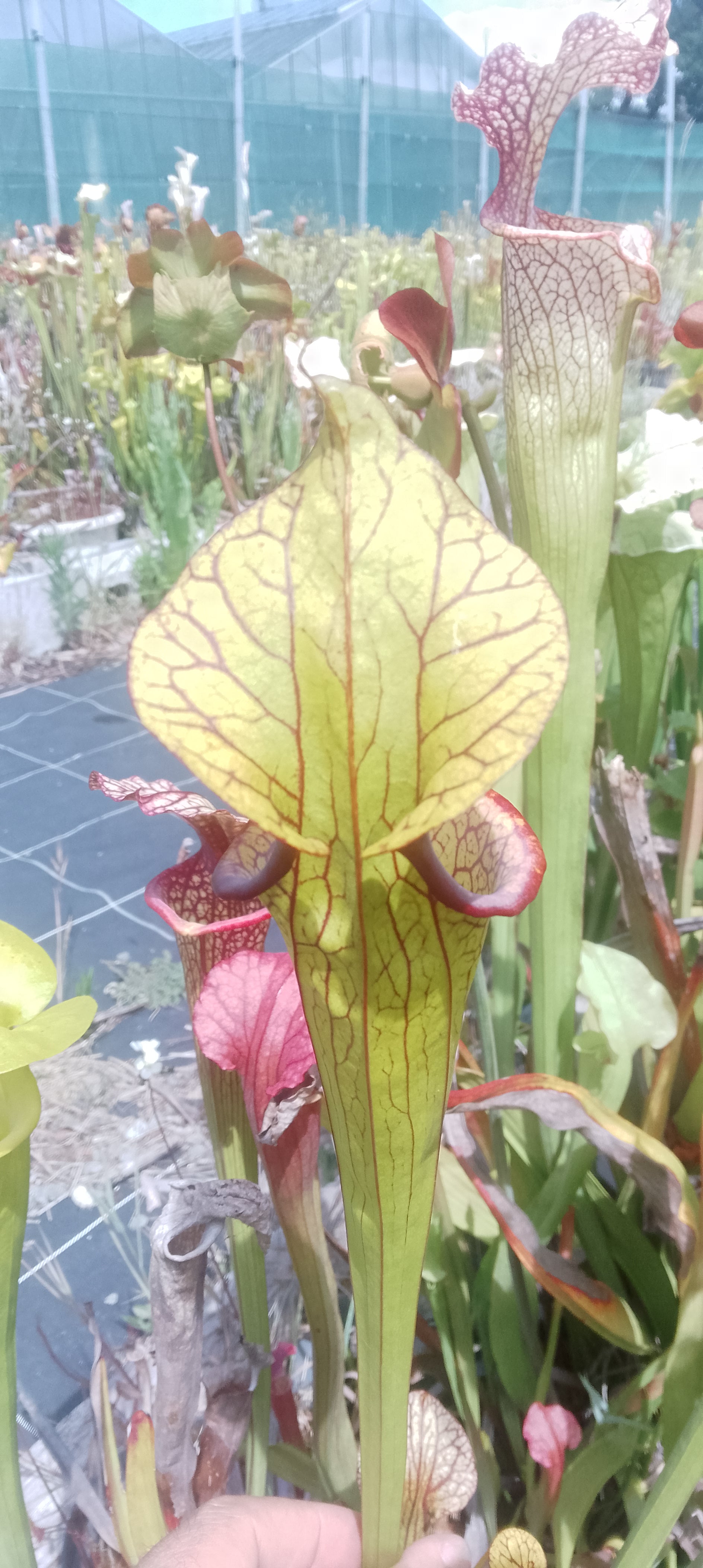 Sarracenia Moorei Adrian Slack x Moorei Adrian Slack