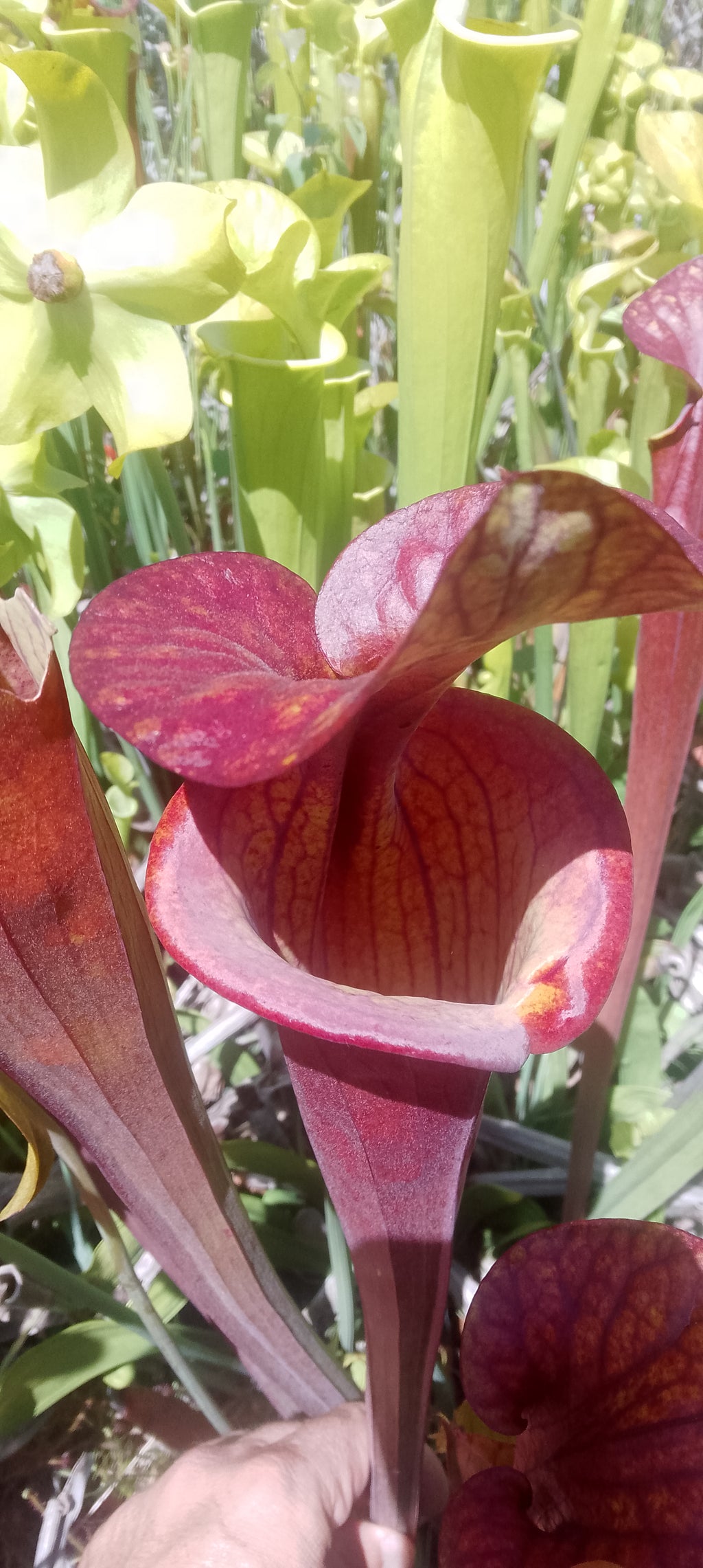 Sarracenia Flava var atropurpurea