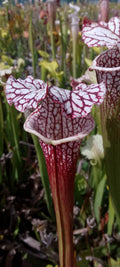 Sarracenia leucophylla rouge.