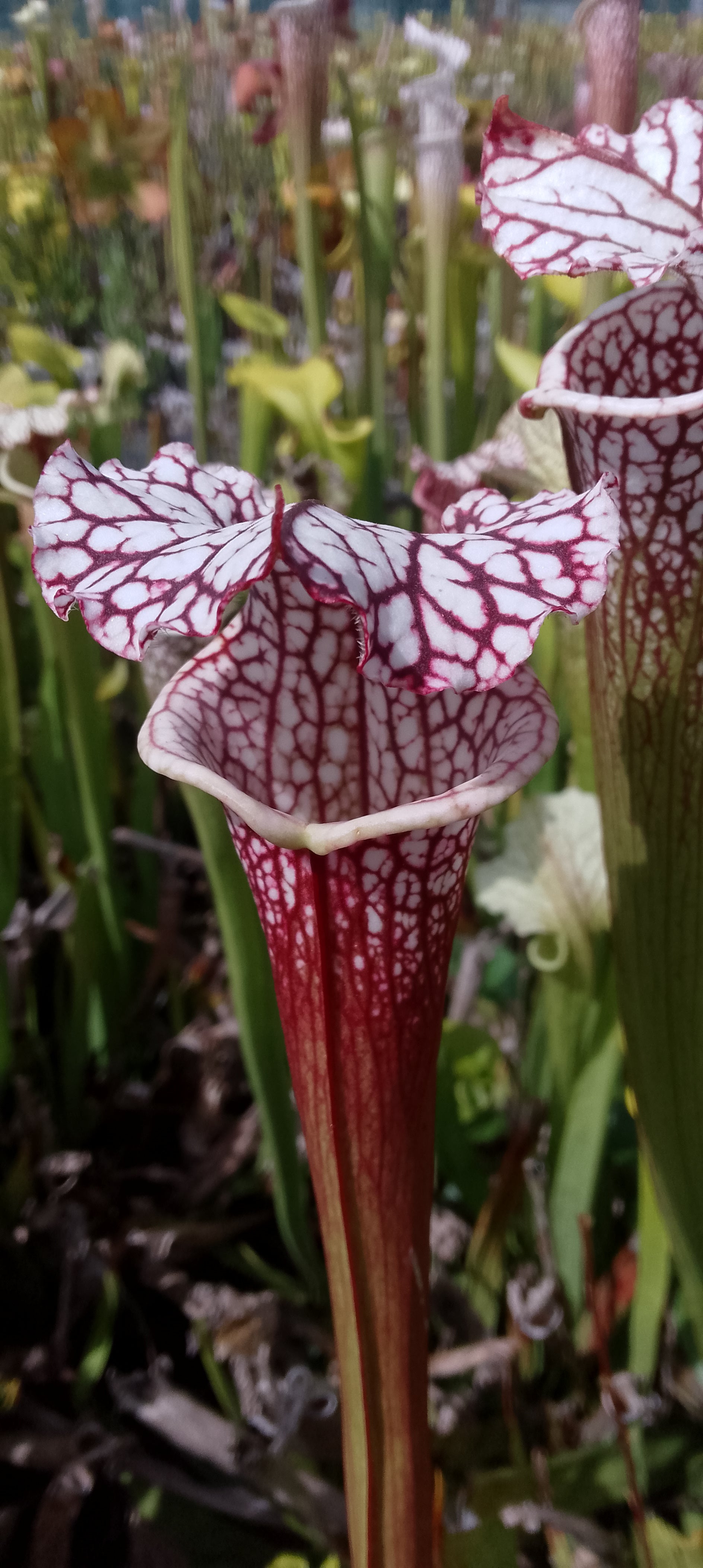 Sarracenia leucophylla rouge.