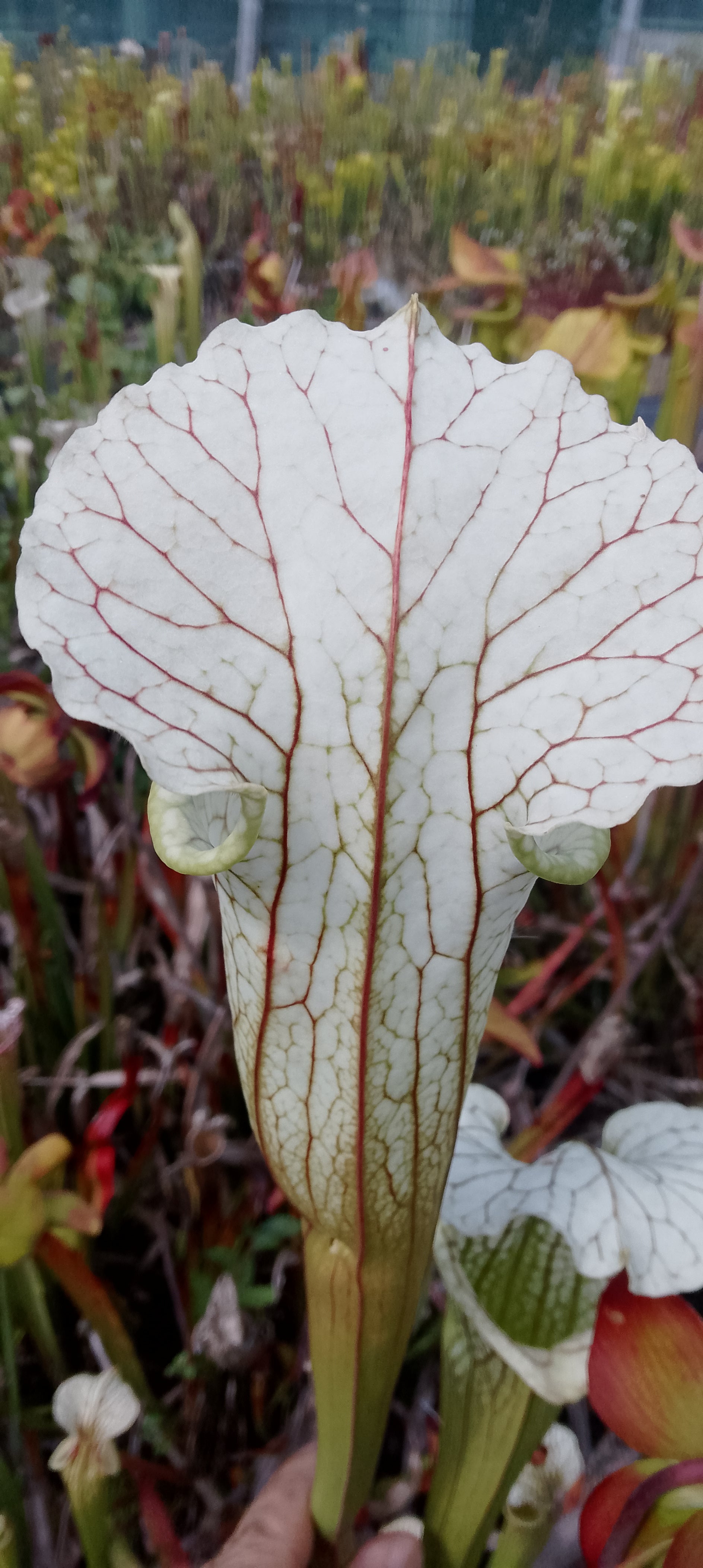 Sarracenia x( Moorei x leucophylla)