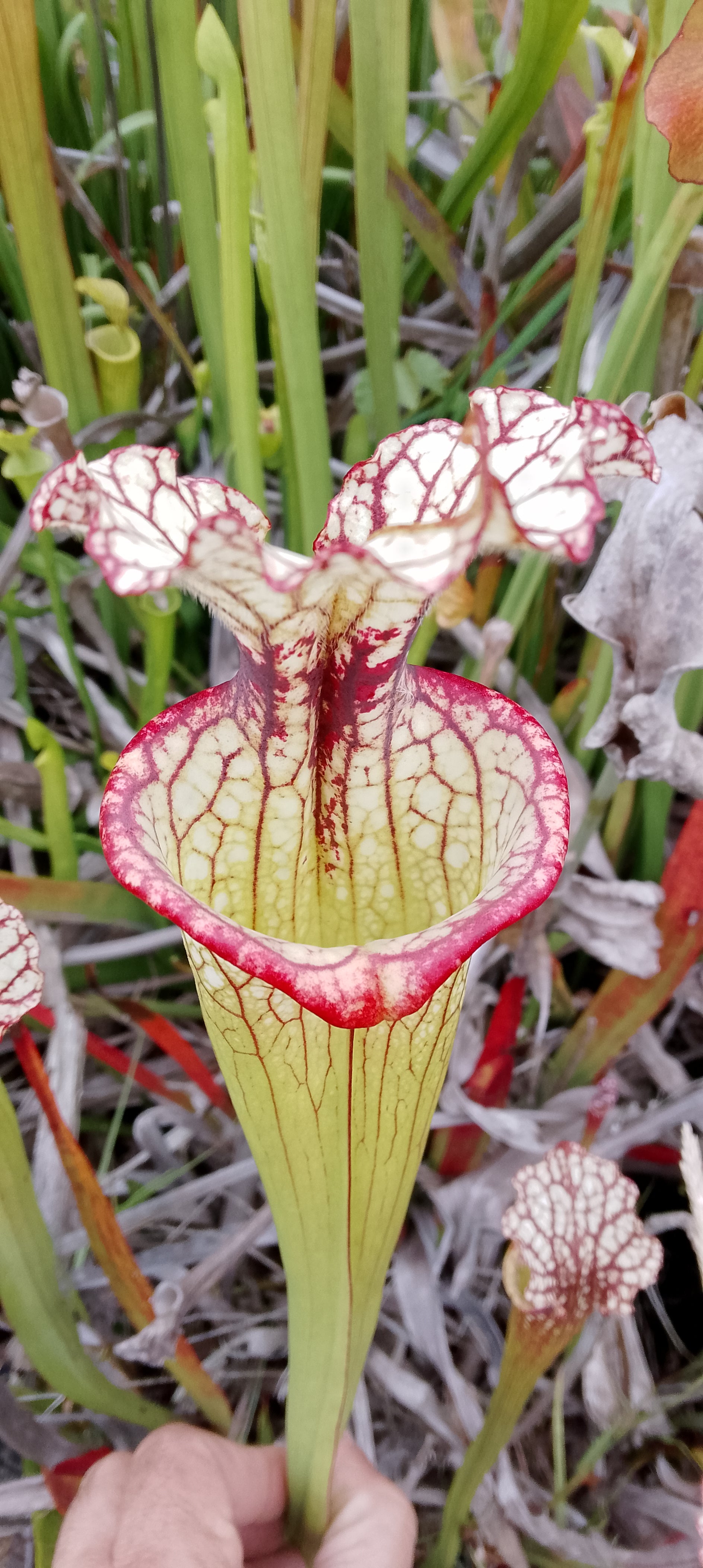 Sarracenia x Moorei