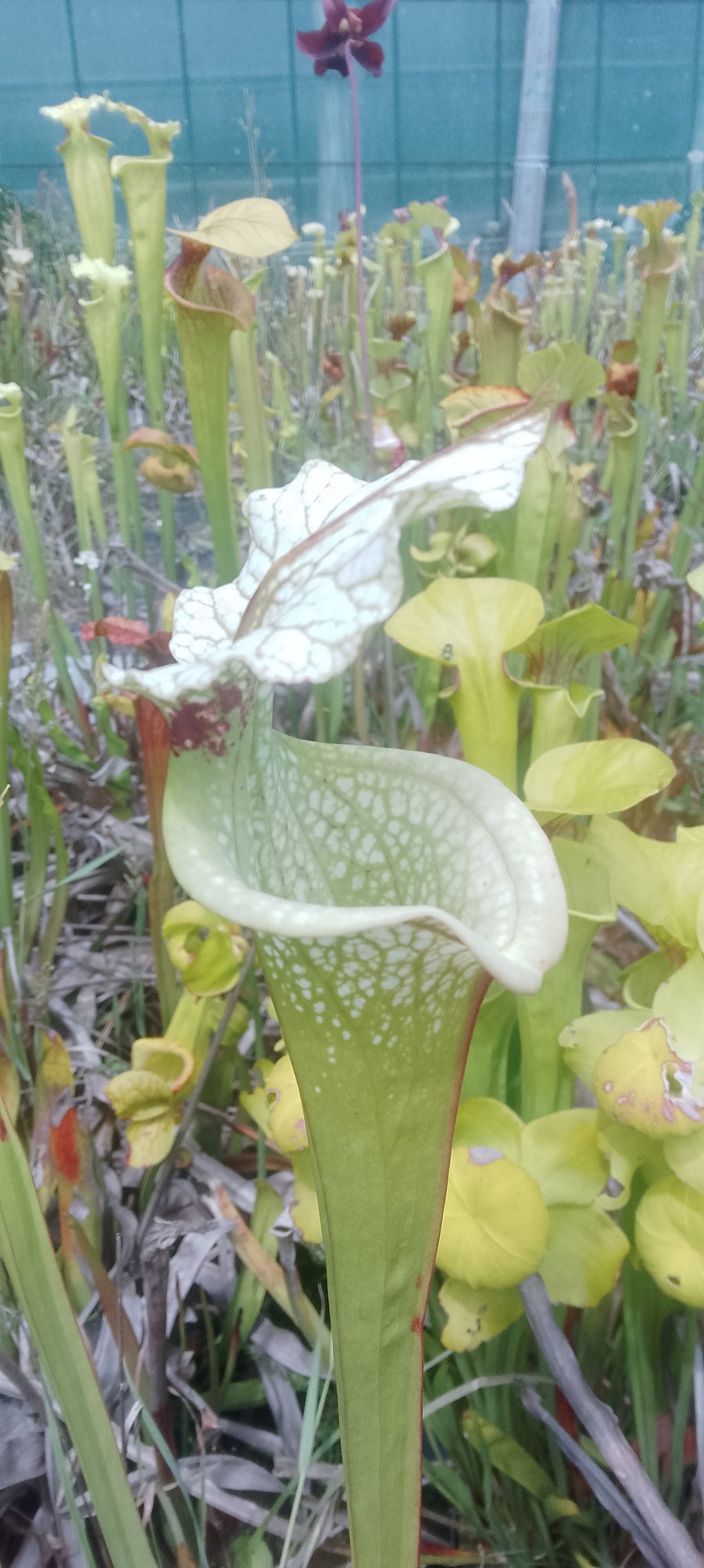 Sarracenia x Moorei