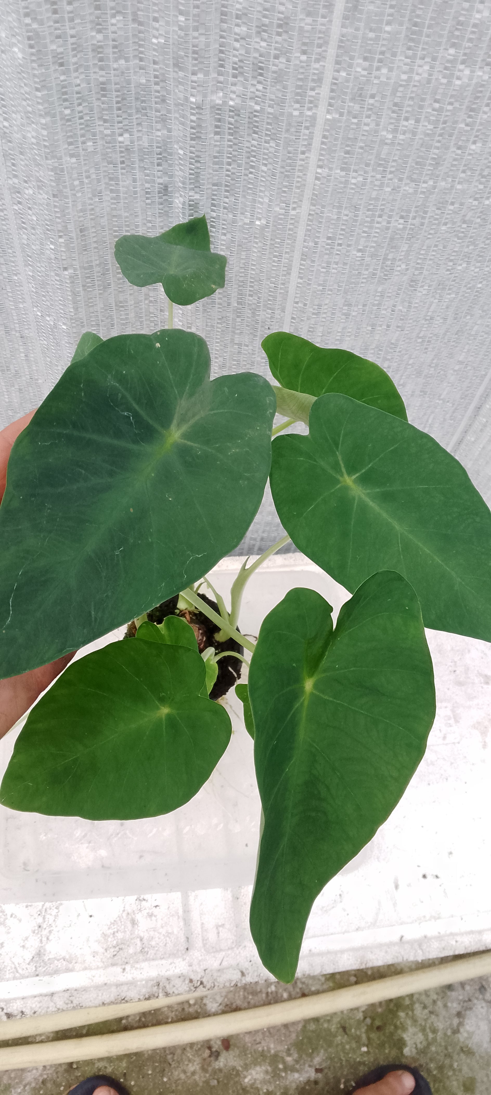 Colocasia de semis. 1