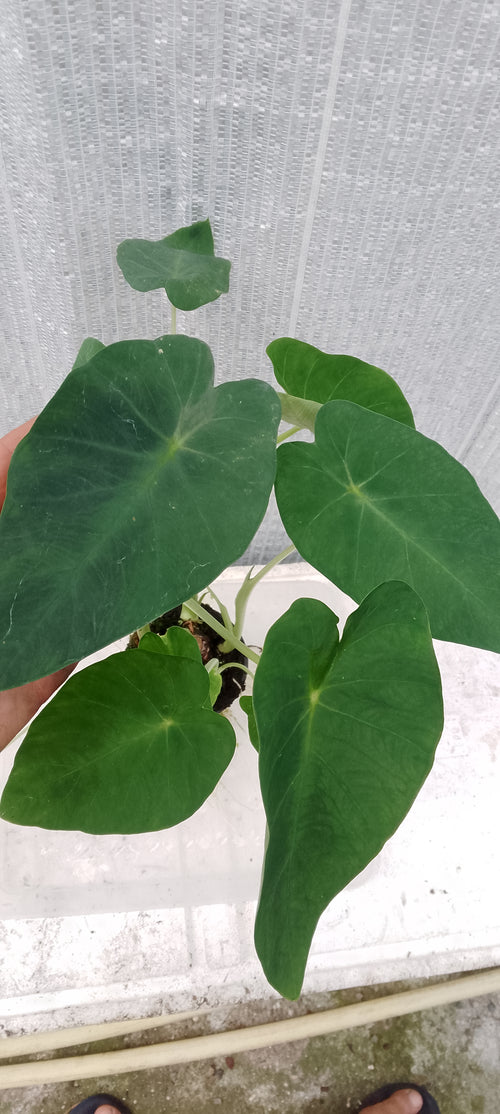 Colocasia de semis. 1