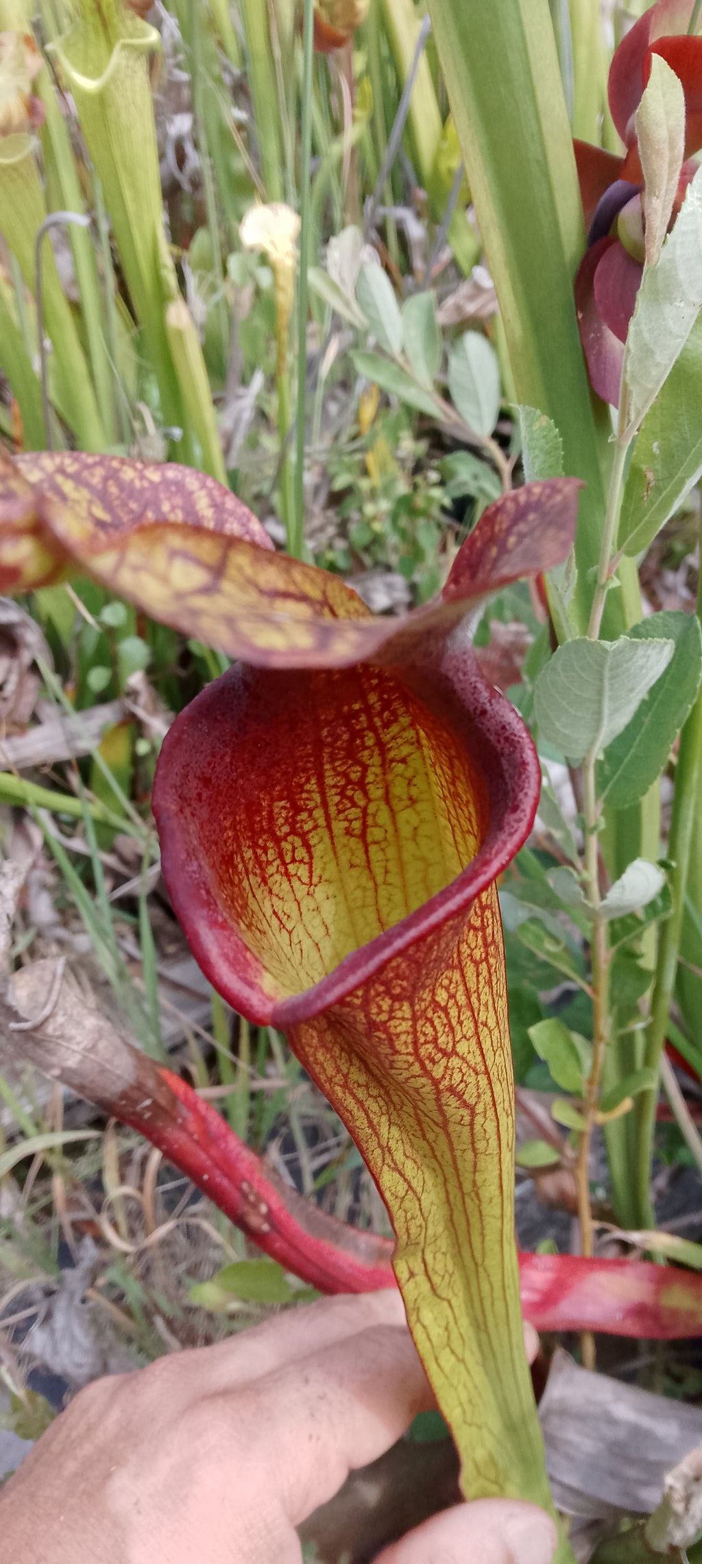 Sarracenia H85b MK x Moorei Adrian Slack
