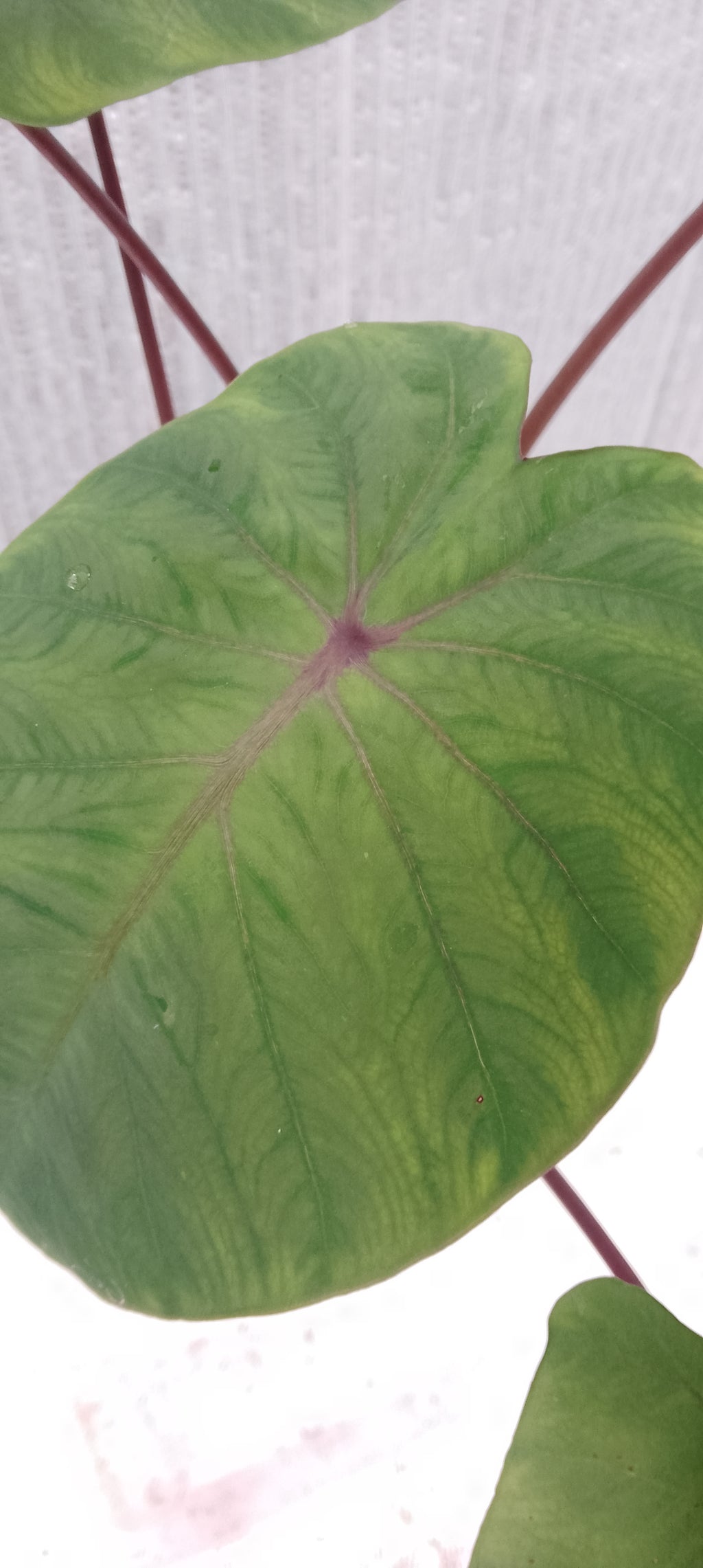 Colocasia de semis 4
