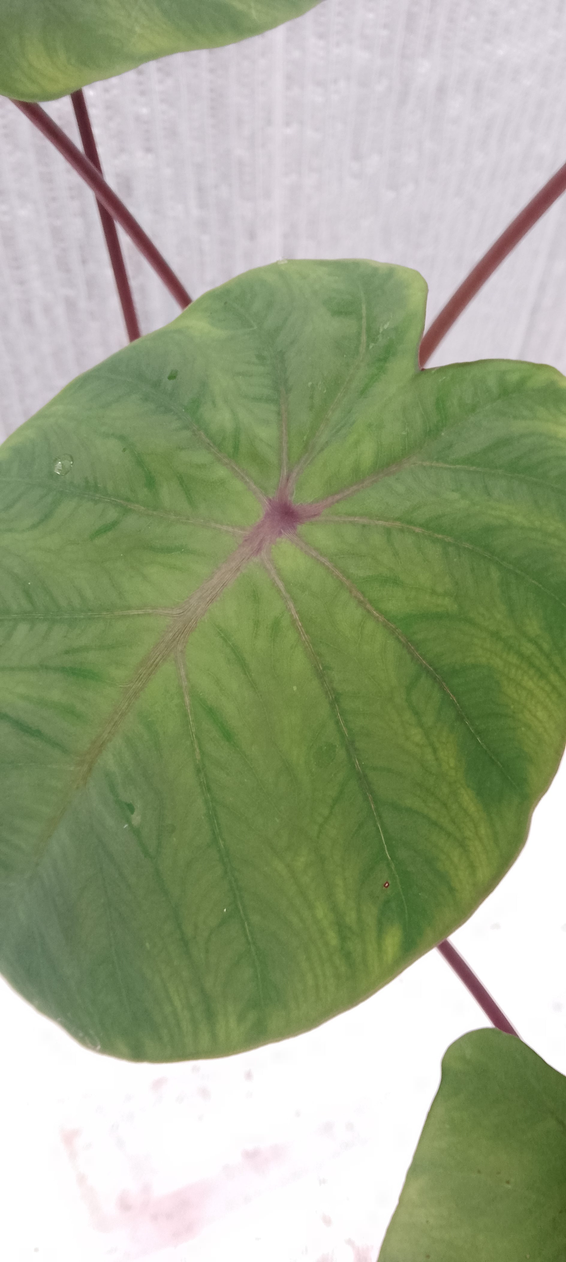 Colocasia de semis 4