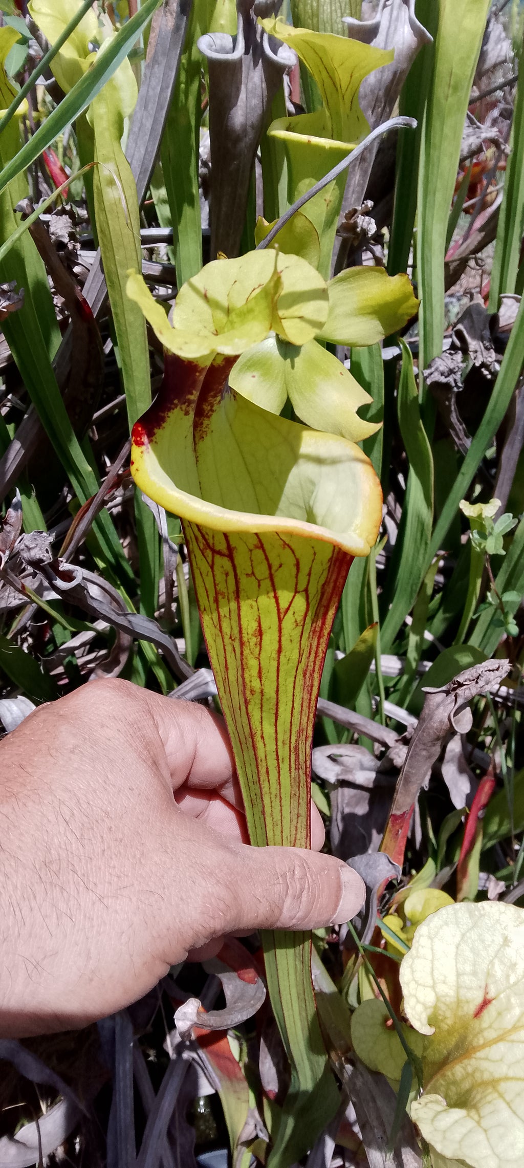 Sarracenia x Gorilla Sunshine