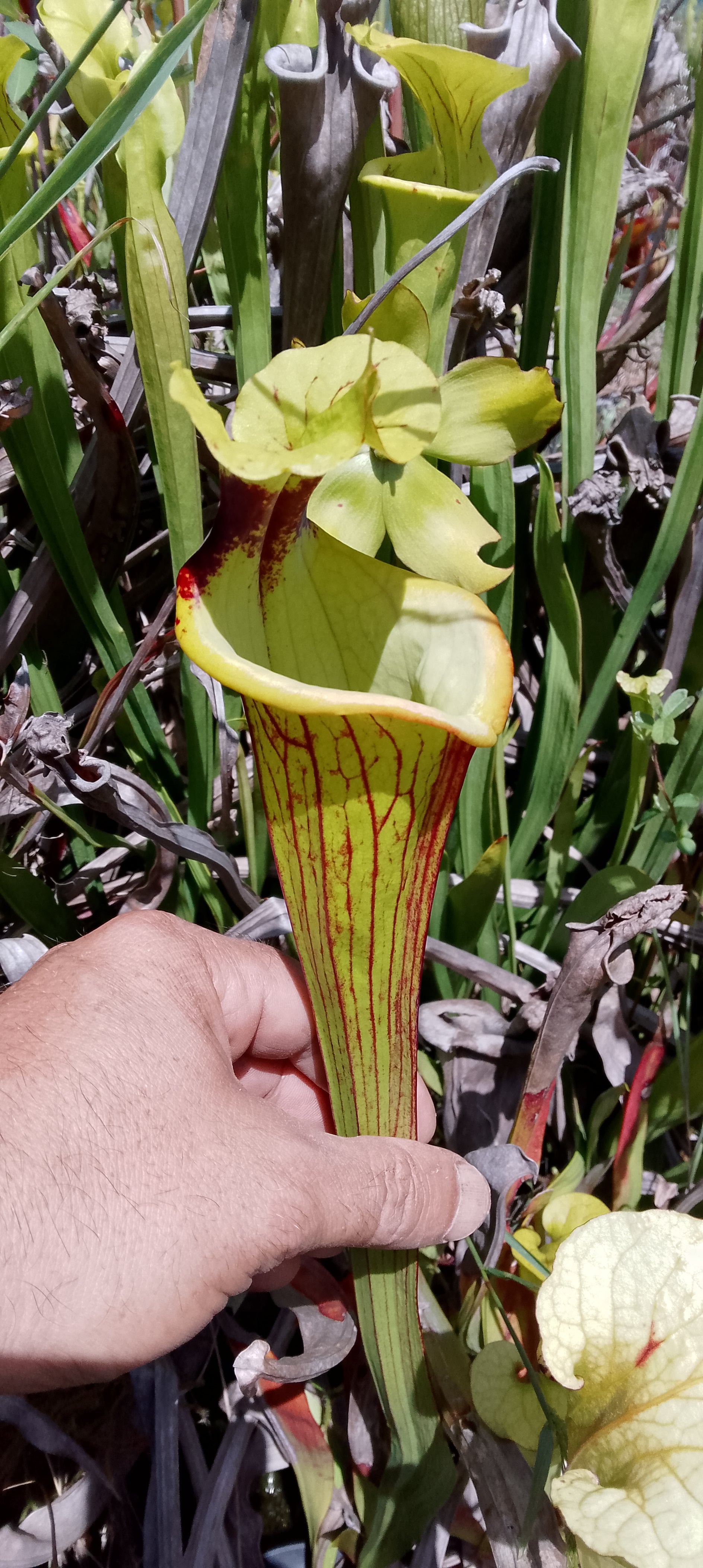 Sarracenia x Gorilla Sunshine