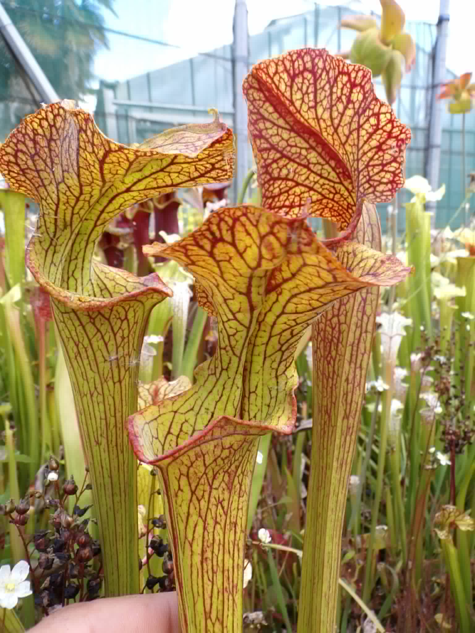 sarracenia x hybride veiné